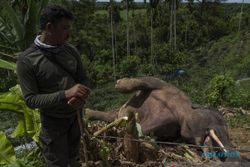 Gajah Mati di Kebun Warga Pidie, Kuat Dugaan Tersengat Listrik