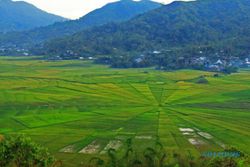 Unik, Sawah di Manggarai Ini Berbentuk Sarang Laba-Laba