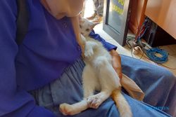 Datangi Polres Karanganyar, Annisa Lapor Empat Kucingnya Ditembak Pakai Senapa Angin