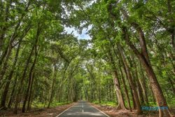 Masuknya Bikin Merinding, Inilah 6 Hutan di Indonesia Yang Terkenal Angker