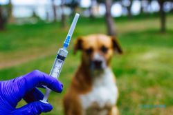 Surveilans Rabies, Dispertan Solo Himpun 100 Sampel Otak Anjing di Rumah Jagal