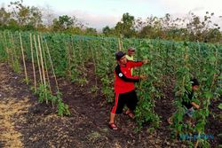 Petani Wonogiri Lebih Percaya Mangsa Jawa Untuk Menentukan Masa Tanam Palawija