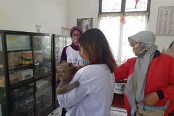Banyak Kasus Gigitan Anjing Sukoharjo, 100 Vaksin Rabies Gratis Dari Pemkab Ludes