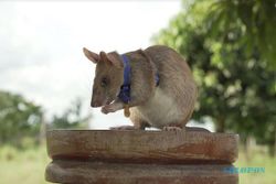 Gokil! Tikus Ini Diganjar Medali Emas Setelah Berani Bersihkan Ranjau Darat