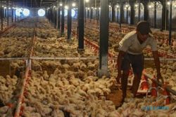 Peluang Bisnis: Ternak Ayam Bisa Dibantu Teknologi