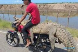 Buaya 3 Meter Ditumpangkan Motor, Pria Meksiko Viral di Indonesia