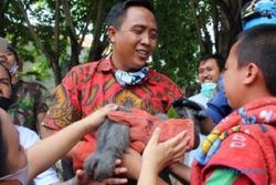 Bikin Heboh, Ipan Si Owa Jawa di Semarang Ditembak Bius