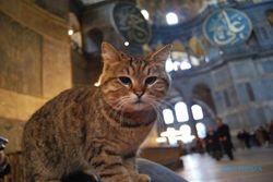 Gli, Kucing Kesayangan Hagia Sophia Turki Sakit, Doa Terpanjat baginya