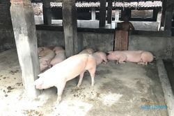 Waduh! Babi dari Gondangrejo & Kebakkramat Terinfeksi Virus Flu Babi Afrika