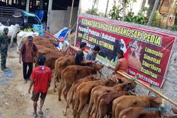 Mantap! Beli Sapi di Wonogiri Kini Bisa Via Online