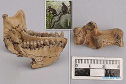 Fosil Monyet Berusia 6,4 Juta Tahun Ditemukan di China, Tertua di Luar Afrika