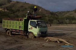 Foto Komodo Adang Truk di Proyek Pembangunan "Jurassic Park" Viral
