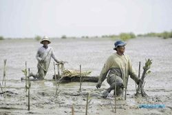 Penanaman Mangrove Sebagai Salah Satu Upaya Pemulihan Ekonomi
