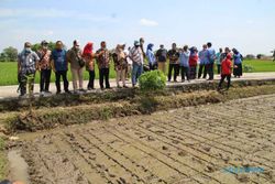 Berpotensi Jadi Unggulan Baru Klaten, Padi Rajalele Srinuk Mulai Diuji Coba di 162 Hektare Sawah