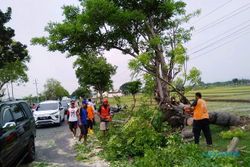 Angin Kencang Bikin Pohon di Sidoharjo Sragen Tumbang, Pengendara Motor Asal Blora Jadi Korban