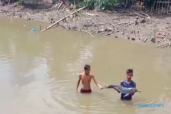 Lumba-Lumba Tersesat di  Sungai Aceh Viral di Medsos