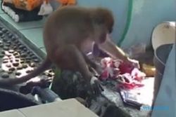 Monyet Ekor Panjang Bantu Emak Cuci Pakaian Bikin Gemas Netizen
