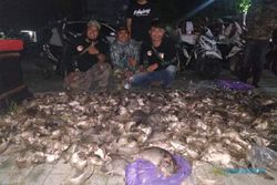 Cuma 2 Jam, 1.500 Tikus Sawah di Cawas Klaten Mati Ditembaki
