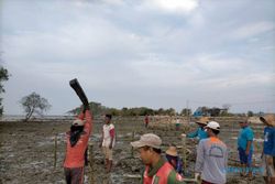 Program Penanaman Mangrove BPDASHL Solo Sasar Desa Labuhan di Lamongan
