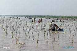 Penanaman Mangrove BPDASHL Solo Ikut Mengembalikan Ekosistem Laut