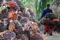 Duh, Harga TBS Sawit Hanya Rp300 per Kilogram, Petani Menjerit