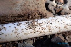 Semut yang Teror Warga Banyumas Gak Doyan Gula Maunya Binatang