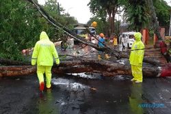 Tragis! Seorang Wanita di Grobogan Tewas Tertimpa Pohon Tumbang