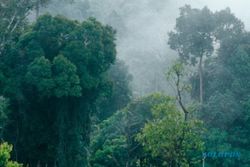 Hutan Itu Indonesia Ajak Generasi Z Jaga Hutan