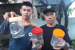 Sarang Ular, Indonesia Hanya Punya Serum Anti Bisa Tiga Ular