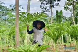 Gemar Bertani, Anggota DPRD Wonogiri Ini Punya Ribuan Tanaman Porang