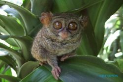Menggemaskan! Ini Lucunya Primata Terkecil di Dunia Asli Sulawesi