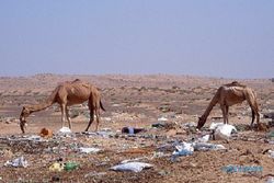 300-an Unta di Dubai Mati Gara-Gara Sampah Plastik