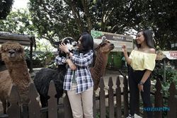 Berwisata Sambil Mengenal Beragam Satwa di Batu Secret Zoo