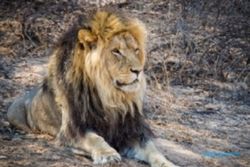 8 Singa di Kebun Binatang India Diduga Tertular Covid-19