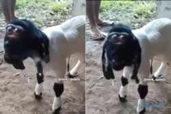 Viral Kambing Berwajah Unik, Netizen: Mirip Timy Shaun The Sheep