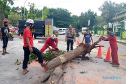 Sehari 17 Pohon di Kota Semarang Tumbang Diterjang Angin Kencang