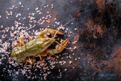 KPK Masih Lacak Tokoh di Balik Praktik Lancung Ekspor Benur Lobster