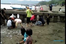 Ribuan Ikan Terdampar di Teluk Penyu Cilacap, Warga Langsung Serbu…