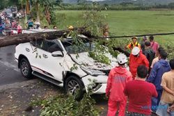 Mobil Fortuner Milik Warga Sragen Ringsek Tertimpa Pohon Tumbang di Klaten