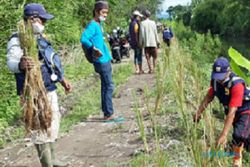 Tanggul Rawan Jebol, 3.000 Bibit Vetiver Ditanam di Bantaran Sungai Slegrengan Gantiwarno