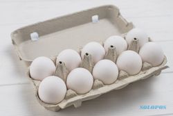 Peluang Bisnis Ternak Ayam Sembawa, 1 Ekor Bisa Hasilkan 250 Telur Per Tahun