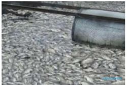 Viral Ikan di Karamba WGM Wonogiri Mati Akibat Puting Beliung, Cek Faktnya!