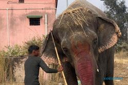 Gajah Ini Diselamatkan Setelah Dicekoki Alkohol oleh Pemiliknya