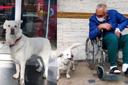 Kisah Haru Seekor Anjing Setia Tunggu Tuannya di Depan Pintu Rumah Sakit