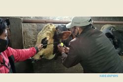 BPBD Boyolali Siapkan Skenario Pengungsian Hewan Ternak