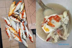 Tak Mau Rugi, Wanita Ini Buat Sup Ikan Koi yang Mati