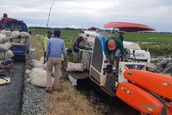 Lahan Food Estate di Kalteng Siap Panen, Petani Raih Hasil Memuaskan