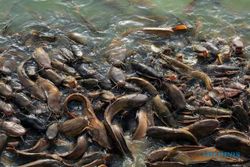 Ikan Lele Kembali Masuk Paket Program Bantuan Pangan Nontunai di Kabupaten ini