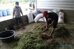 Ikhtiar Petani Banyuaeng Klaten Lepas dari Ketergantungan Pupuk Kimia Ini Patut Dicontoh