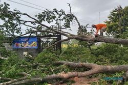 Diterjang Hujan Angin, Sejumlah Pohon di Sukoharjo Tumbang Tutupi Jalan